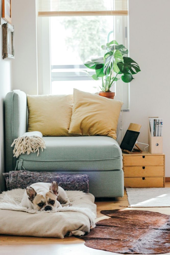 A cozy, lived-in living room with warm natural light